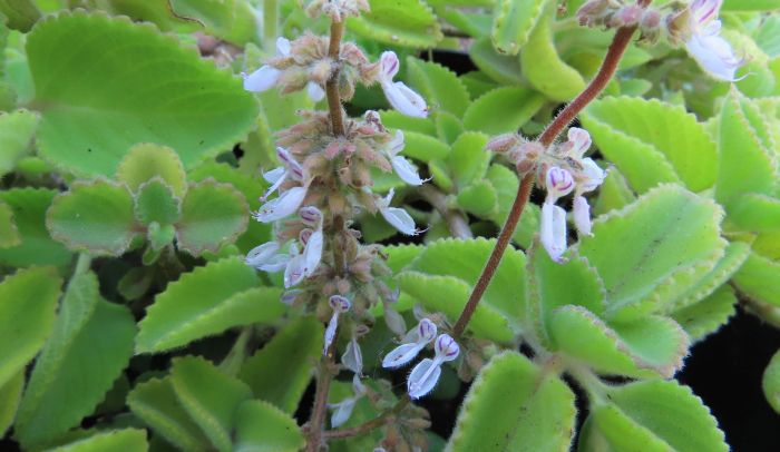 Coleus Amboinicus Xplanta