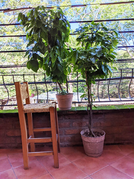 coffee trees