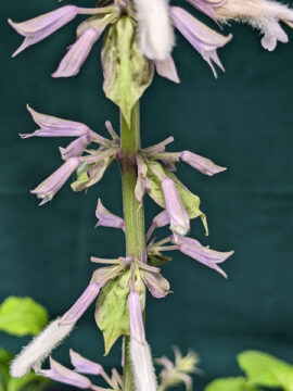 salvia divinorum flowers