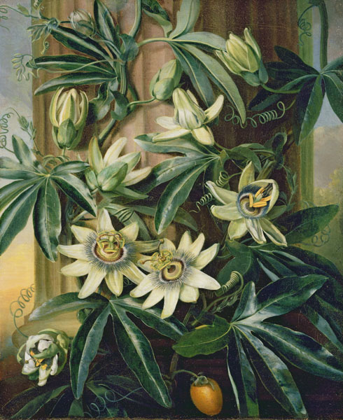 passion flowers - Robert Thornton 1800